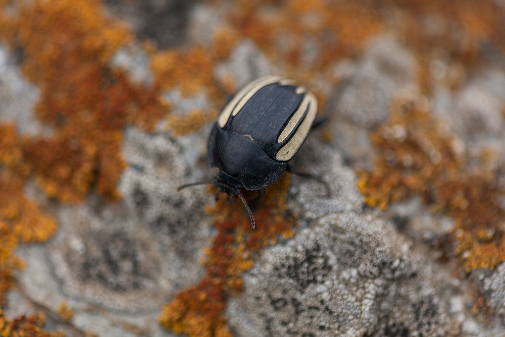 Praocis (Praocis) spinolai Gay & Solier in Solier, 1840 (Coleoptera, Tenebrionidae) ©Alberto Castex/Monoclope – Laboratorio de Entomología Ecológica (ULS)