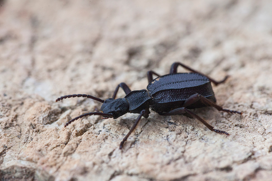 Psammetichus cekalovici Peña, 1973 (Coleoptera, Tenebrionidae) ©Alberto Castex/Monoclope – Laboratorio de Entomología Ecológica (ULS)
