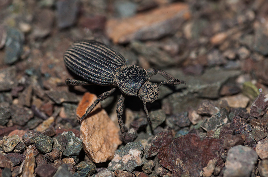 Scotobius tarapacensis Marcuzzi, 1976 (Coleoptera, Tenebrionidae) ©Alberto Castex/Monoclope – Laboratorio de Entomología Ecológica (ULS)