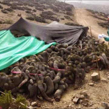 La silenciosa devastación de los cactus en Antofagasta: denuncias, casos sin resolver y una costosa deuda ambiental
