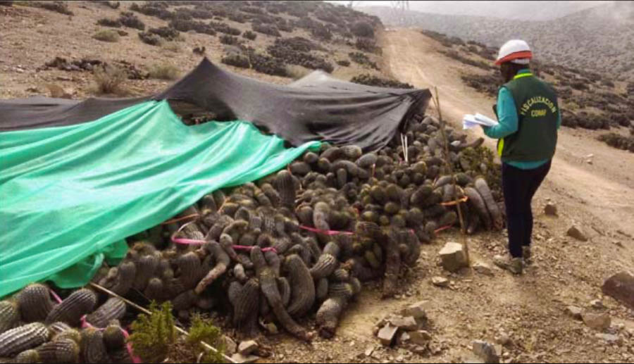 La silenciosa devastación de los cactus en Antofagasta: denuncias, casos sin resolver y una costosa deuda ambiental