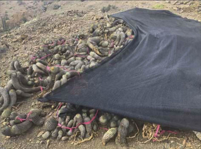 Sombreadero que cubre a individuos extraídos de Copiapoa cinerea ©CONAF