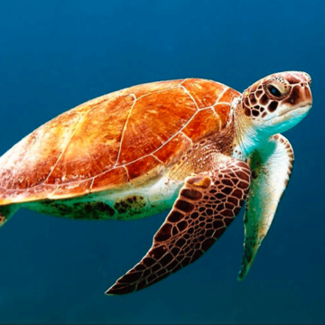 Tortugas marinas en Chile: conoce más sobre estas grandes viajeras de los océanos