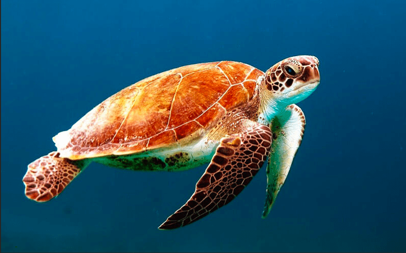 Costa Rica: Comienza la época de avistamiento de tortugas marinas