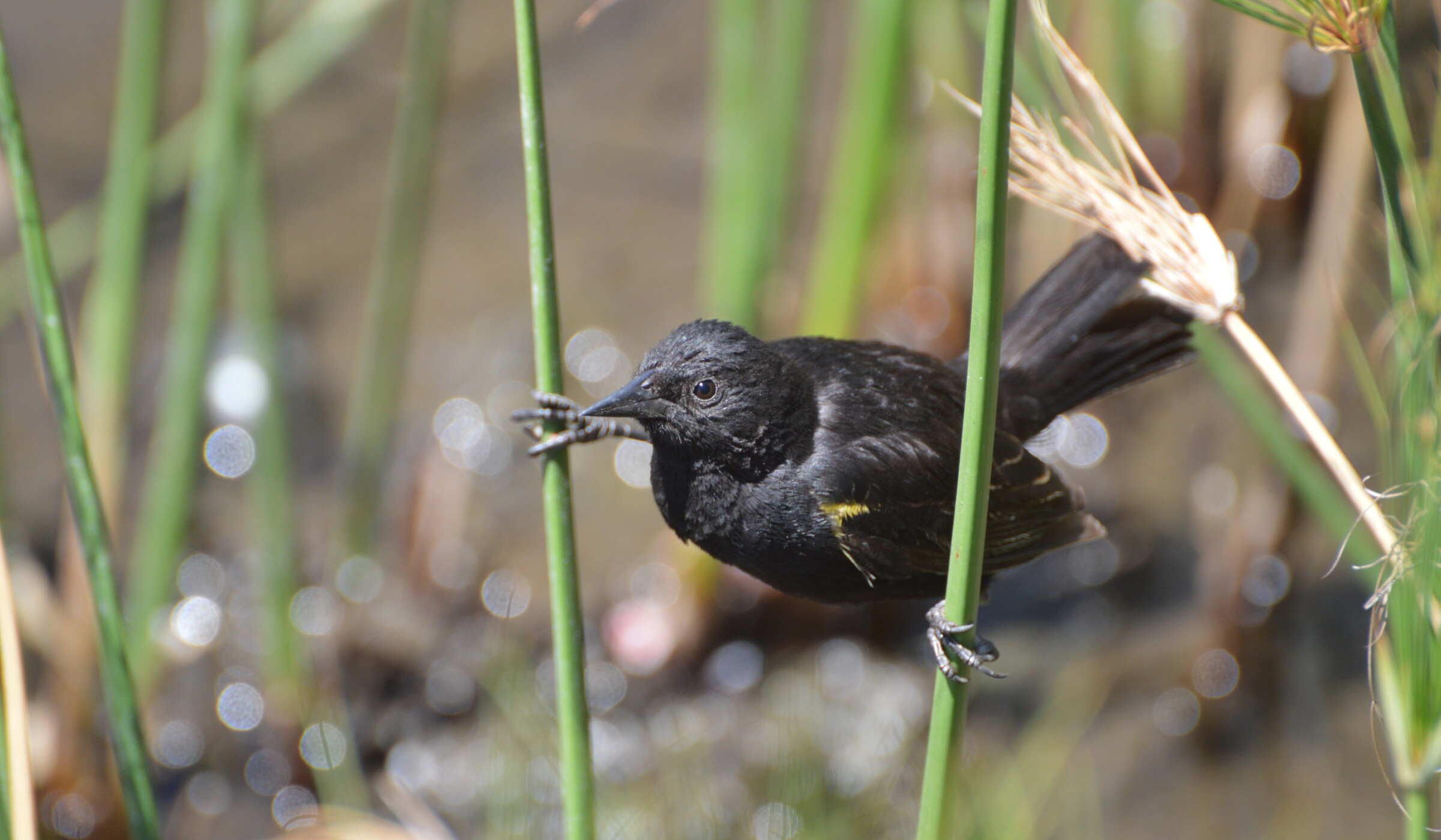 Solo basta observar: ¿Cómo diferenciar machos y hembras en las aves?