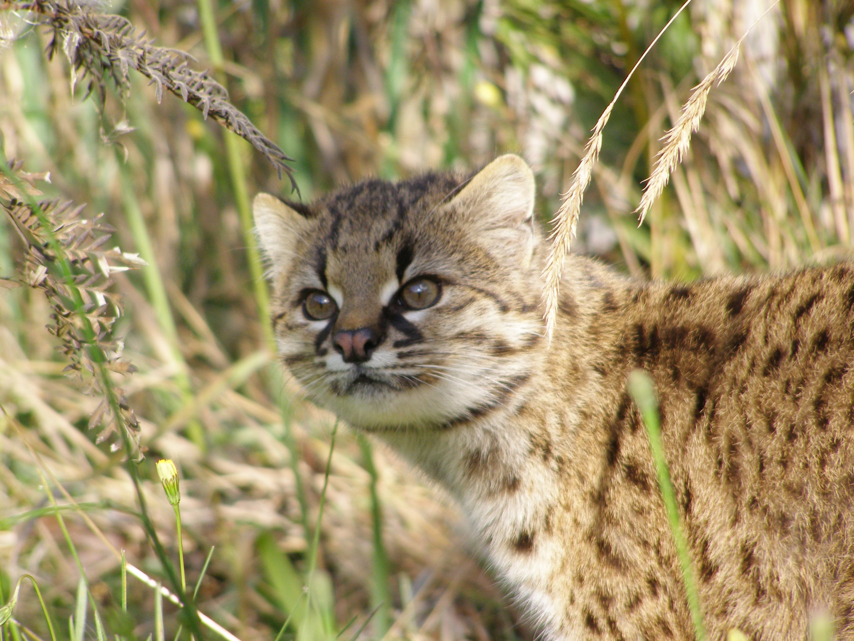 Gato Huiña (Leopardus guigna) ©Eduardo Silva