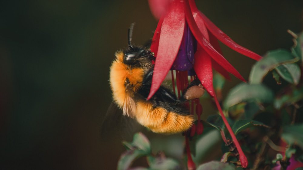 En busca de la recuperación del abejorro sagrado