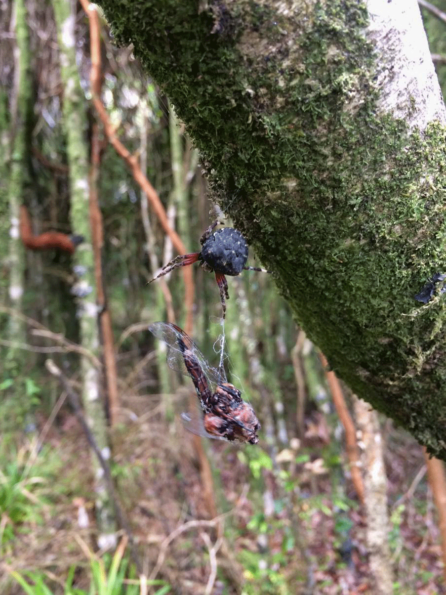 Araña (Molinaranea) y presa libélula©Vanessa Durán
