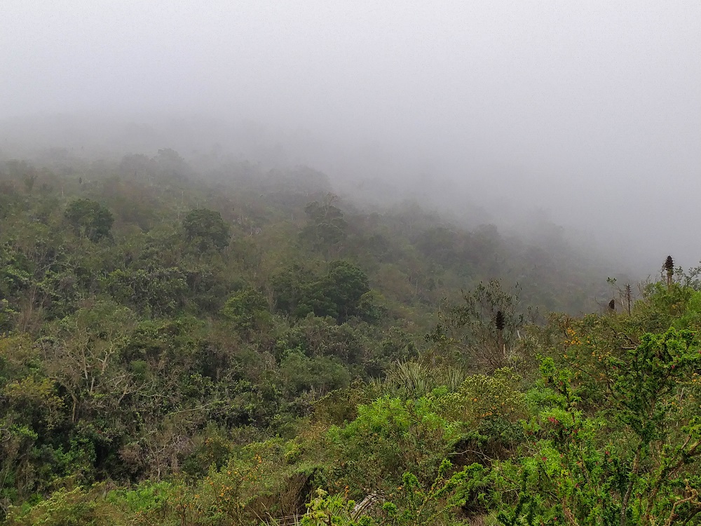 Cambio de vegetación al acercarse a los bosques de niebla ©Pablo Vial