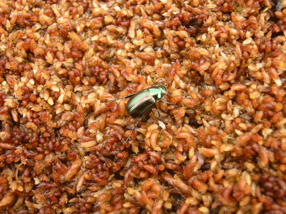 Cojín del musgo Sphagnum magellanicum (el musgo dominante en las turberas de Chile). Sobre él, peorro, un escarabajo del género Ceroglossus