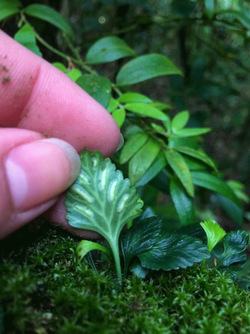 Helecho epífito (Asplenium trilobum) ©Vanessa Durán