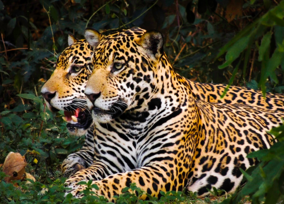 Jaguares ©Lawrence Wahba