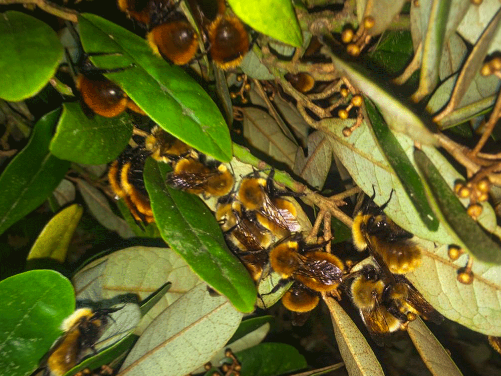 Machos durmientes de moscardón colorado en árbol de Tique(Aextoxicum punctatum)