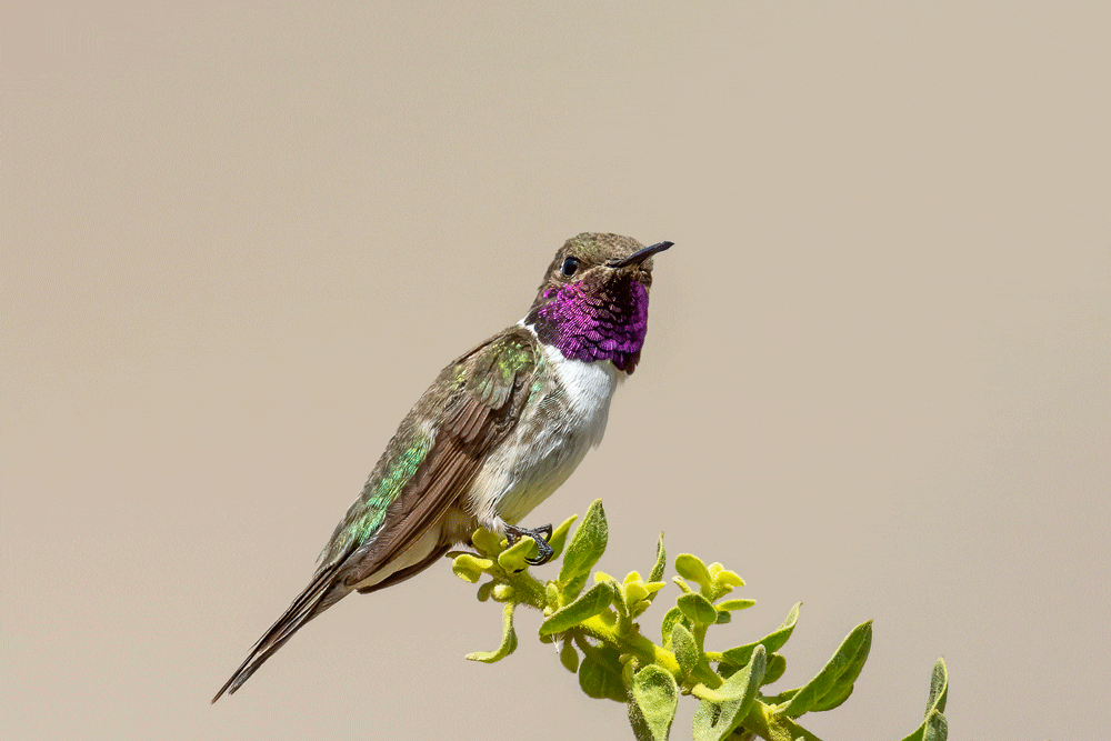 Picaflores de Chile: un acercamiento a estas carismáticas y coloridas aves polinizadoras