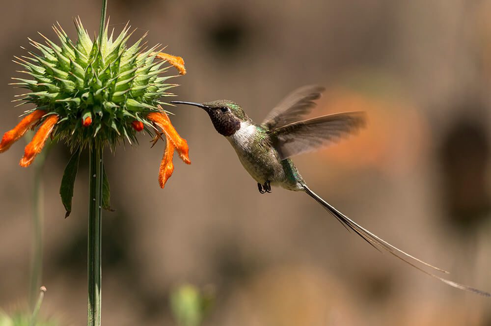 Chile lanza plataforma nacional de iNaturalist: una red social para amantes de la naturaleza