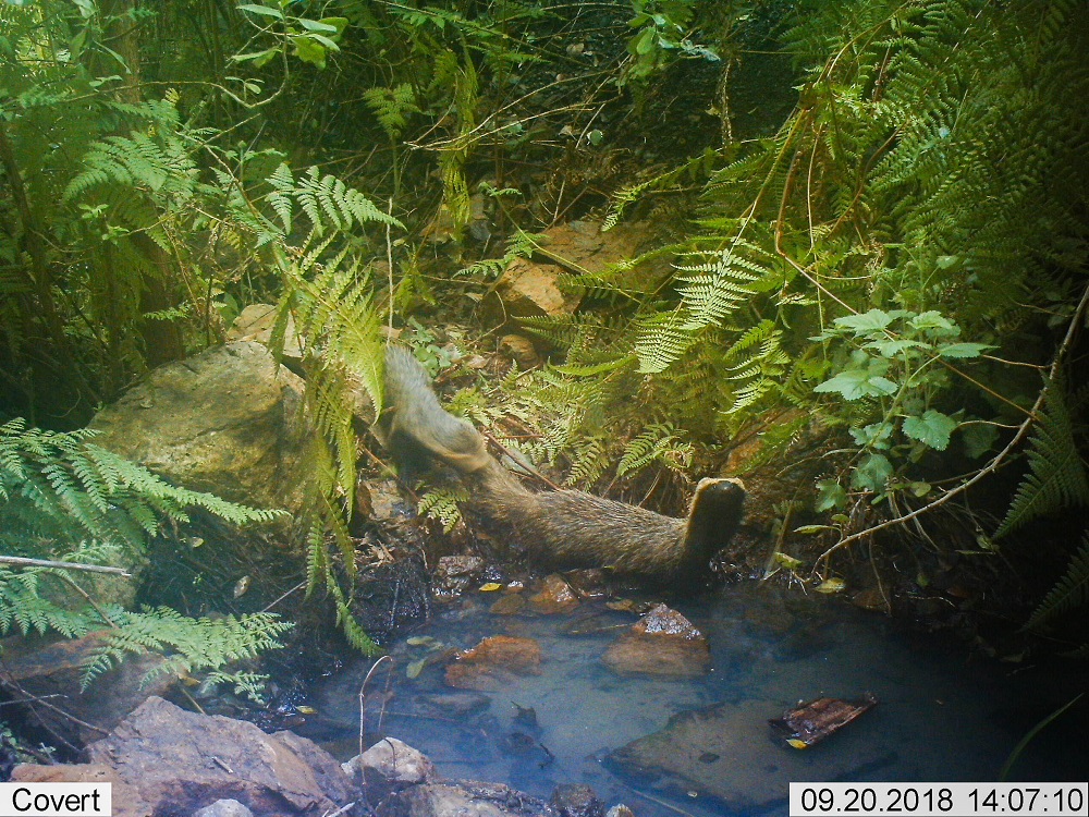 Quiques en un fuente de agua del bosque ©Pablo Vial