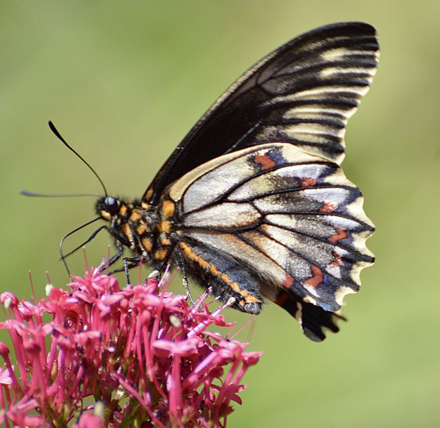 Buscan revelar los secretos de mariposa chilena que se alimenta de planta tóxica