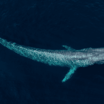 Estudio valoriza los servicios ecosistémicos de las ballenas azules en Chile: calcula más de 2.200 millones de dólares