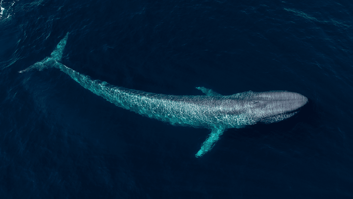 Estudio valoriza los servicios ecosistémicos de las ballenas azules en Chile: calcula más de 2.200 millones de dólares