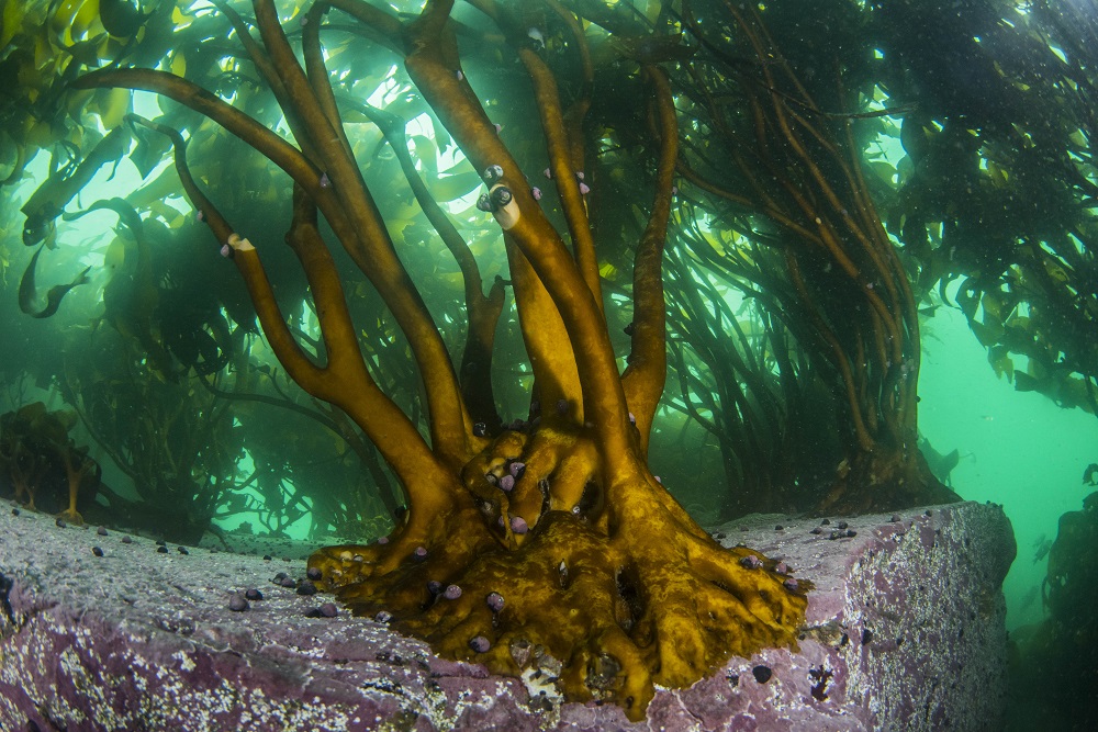 Bosques de algas ©Mauricio Altamirano I Oceana