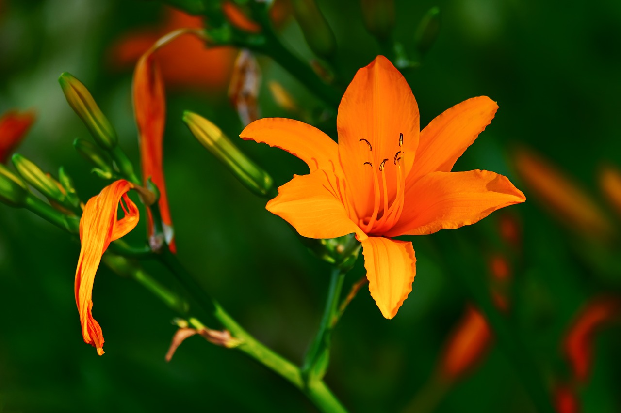 Lilium ©Couleur/ Pixabay