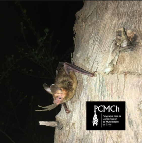 Histiotus magellanicus ©Programa para la Conservación de Murciélagos