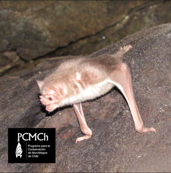 Piuchén, Desmodus rotundus ©Programa de Conservación del Murciélago en Chile