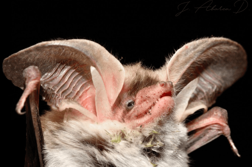 Desmitificando los murciélagos de Chile: la vital importancia de los mamíferos voladores para el medio ambiente