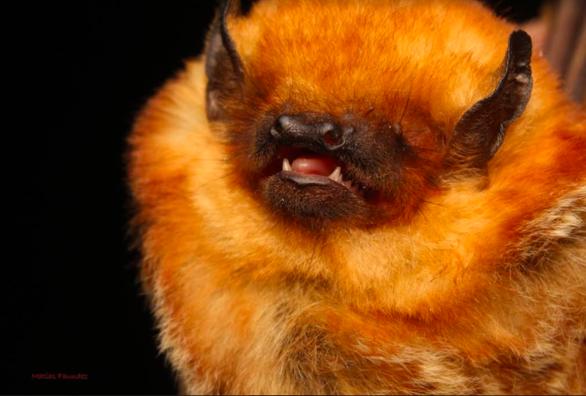 murciélago colorado, Lasiurus varius ©Programa para la Conservación del Murciélago