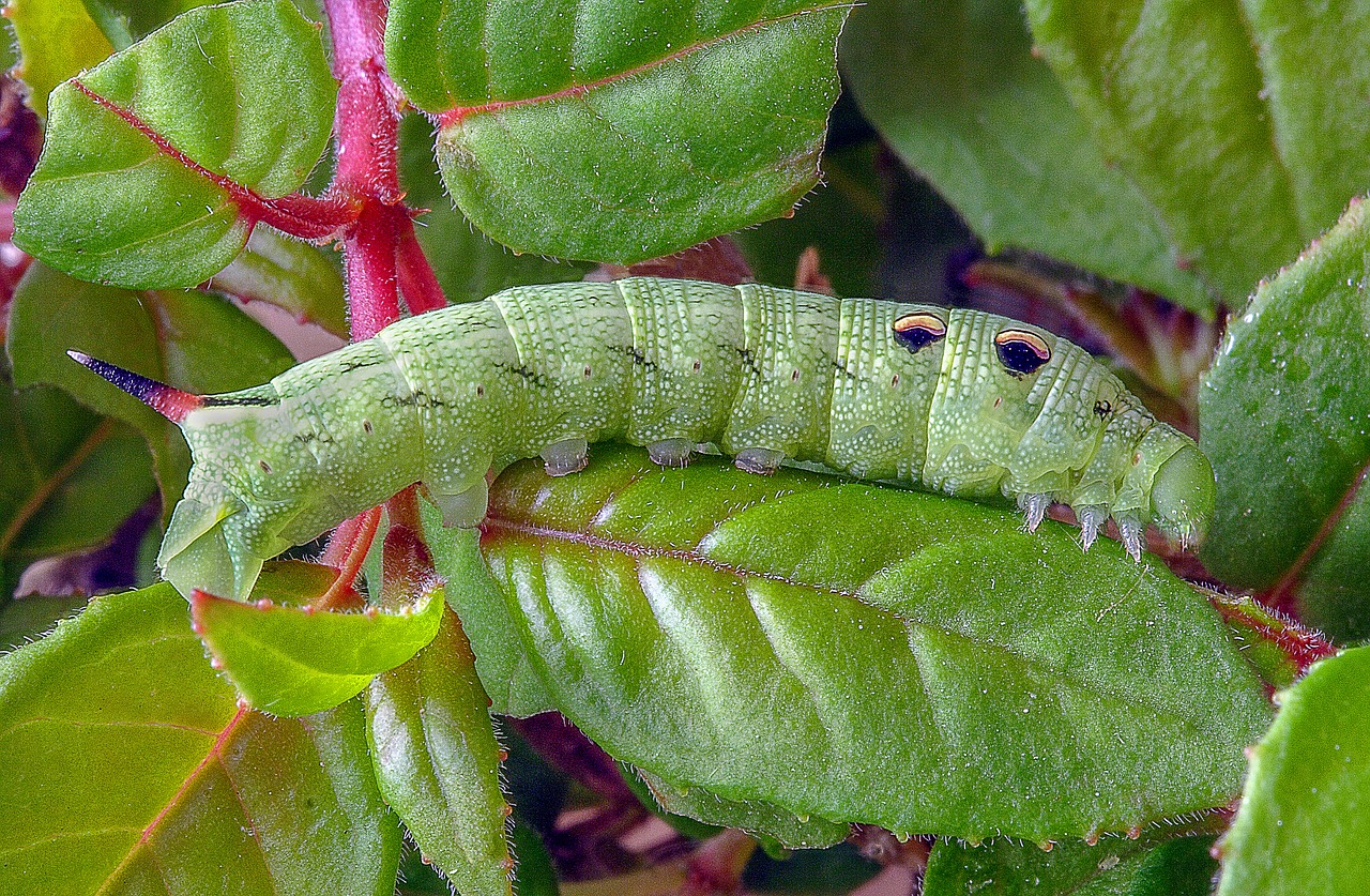 Larva polilla ©Ian Lindsay/ Pixabay