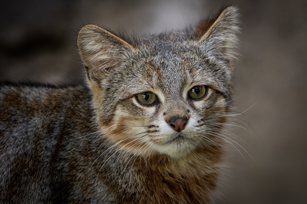 Gato colo colo ©Nicolás Lagos / Zoológico Nacional
