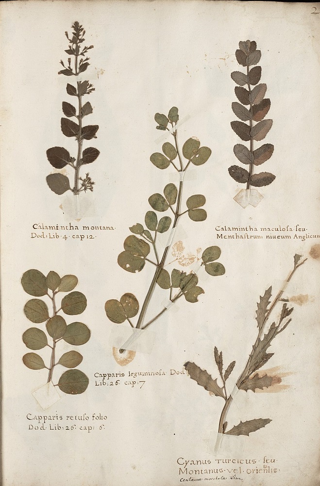 Herbario que data de 1633, realizado por el Bernardus Wynhouts. Autor desconocido