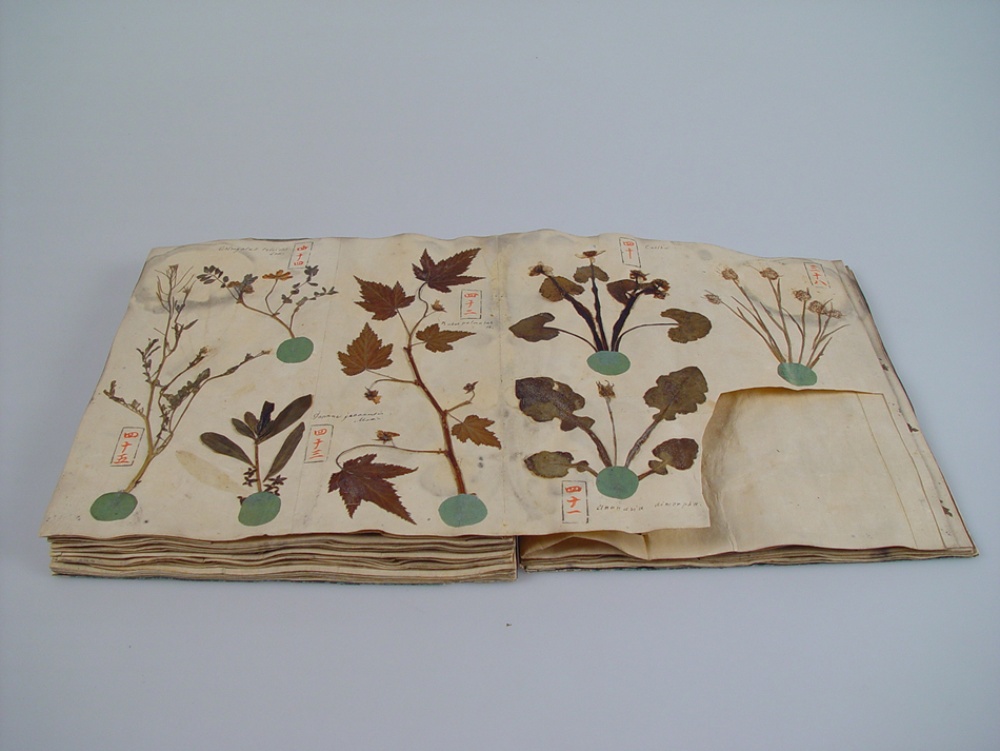 Herbario que dataría del año 1825 de la Colección Siebold en el Centro de Biodiversidad Naturalis ©P. F. Siebold