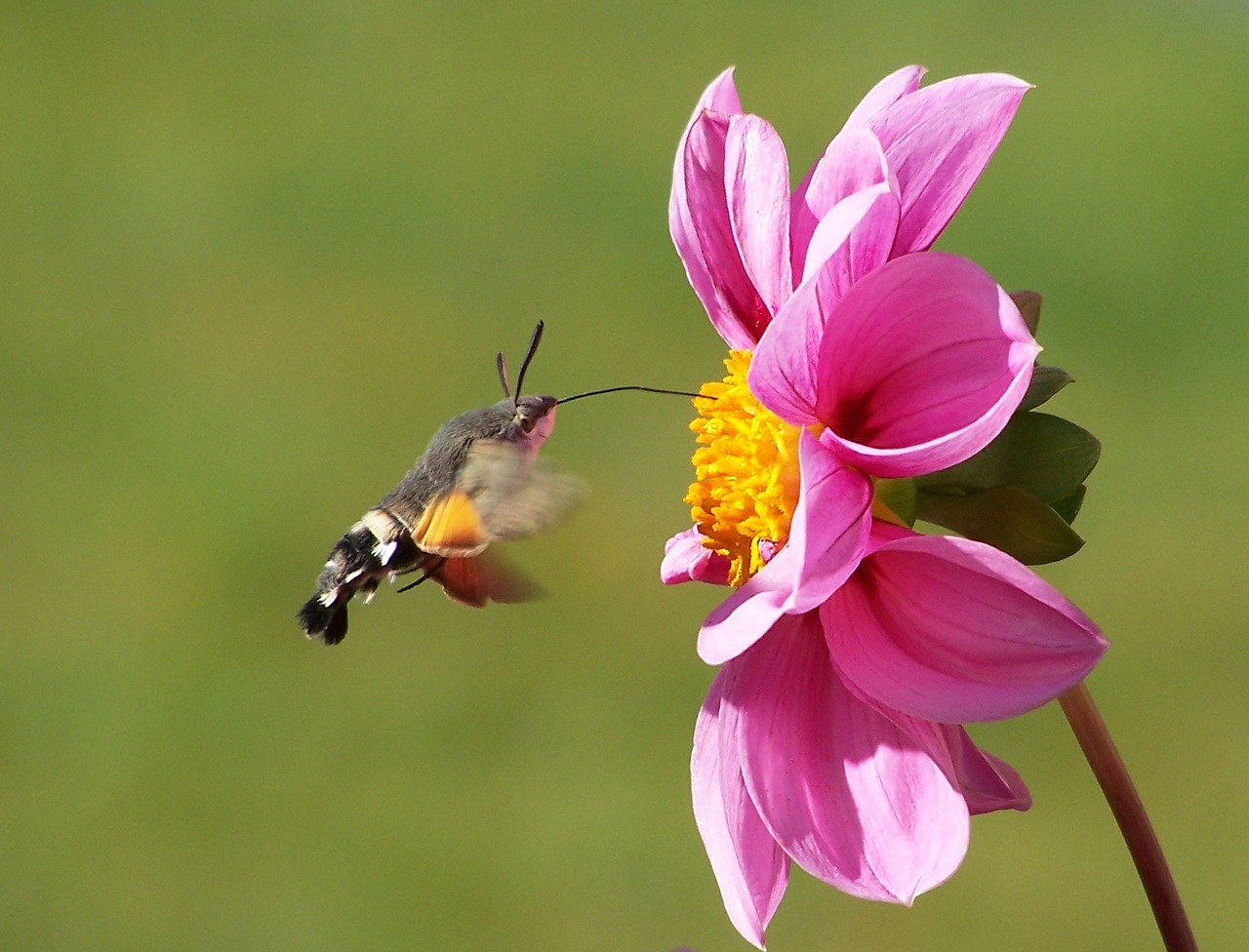 Detalle spiritrompa mariposa ©Magdebuerger/ Pixabay