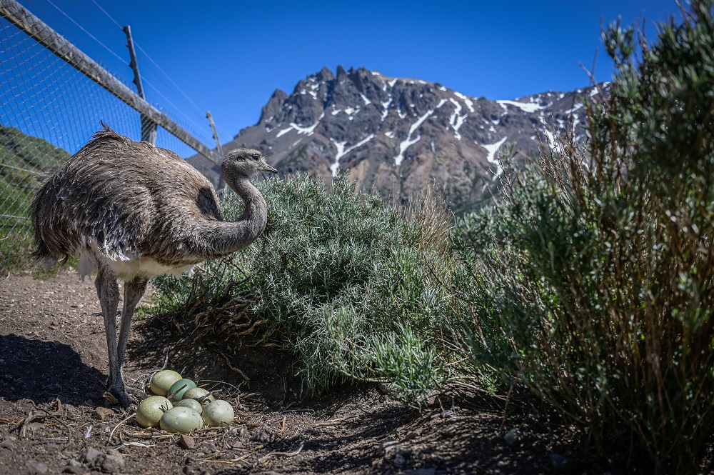 Nacimiento de charitos en Parque Nacional Patagonia ©Marcelo Mascareño / Tompkins Conservation Chile