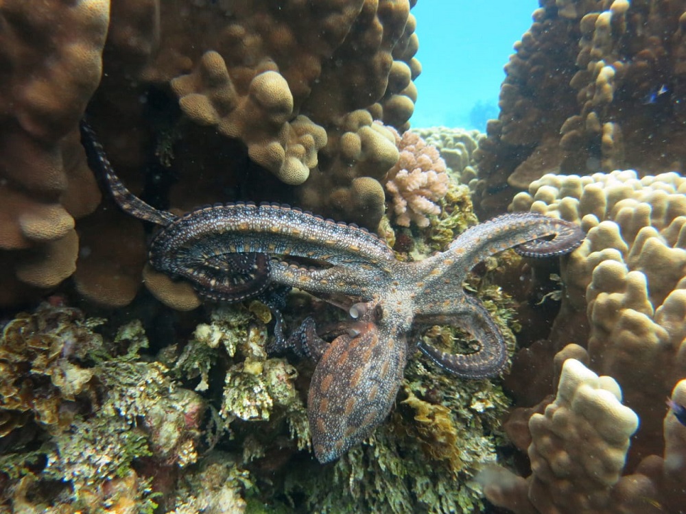 Octopus sp. en Rapa Nui ©Carla Robles