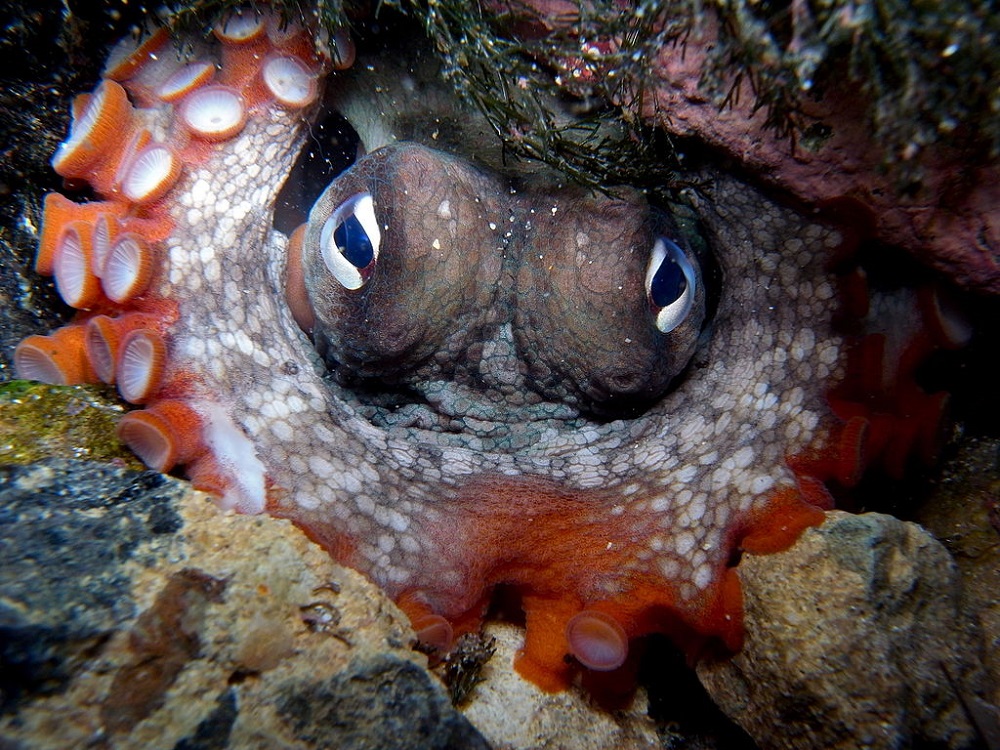 Pulpo tétrico (Octopus tetricus). Sylke Rohrlach / Wikimedia Commons