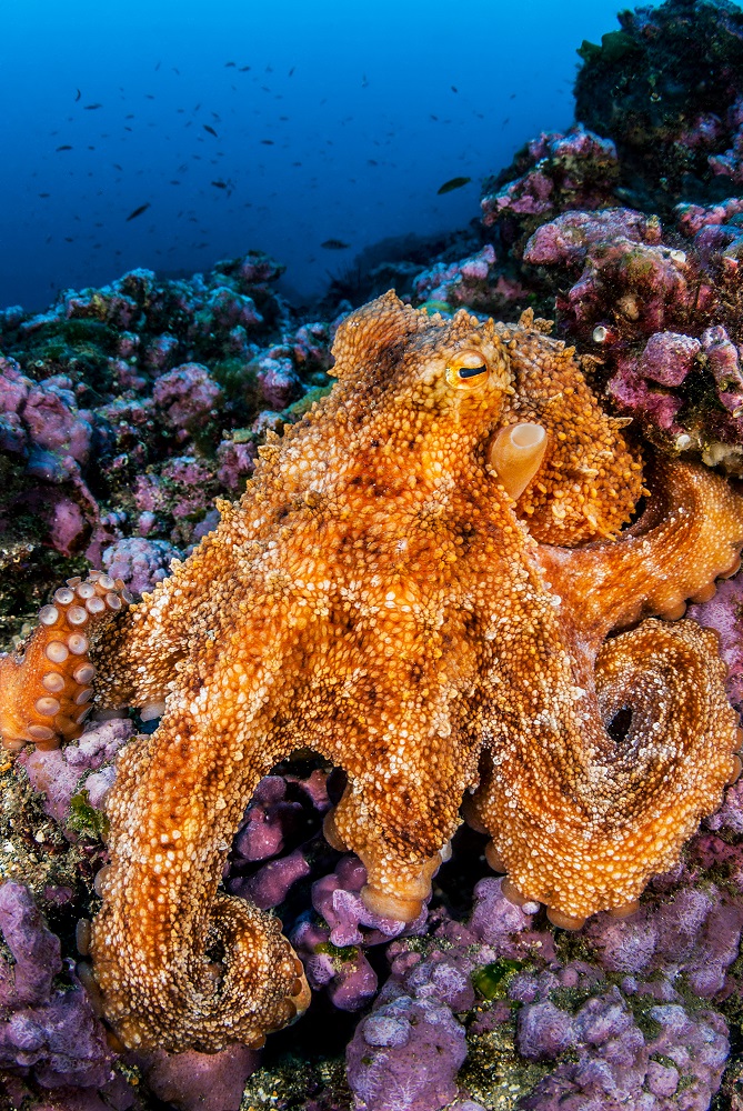 Octopus vulgaris ©Eduardo Sorensen / Frontera Azul