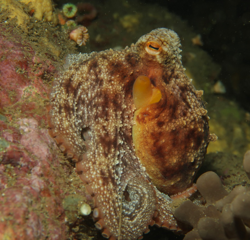 Octopus vulgaris en Archipiélago de Juan Fernández ©Sergio Carrasco