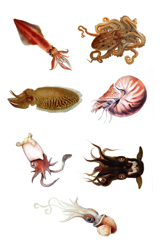 Órdenes de cefalópodos (referencial). Citron / Wikimedia Commons