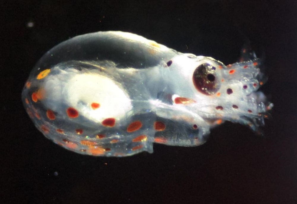 Paralarva de Octopus mimus ©Sergio Carrasco
