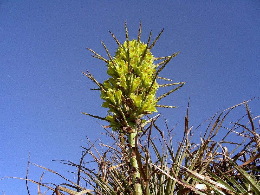 Puya chilensis ©Benito Rosende