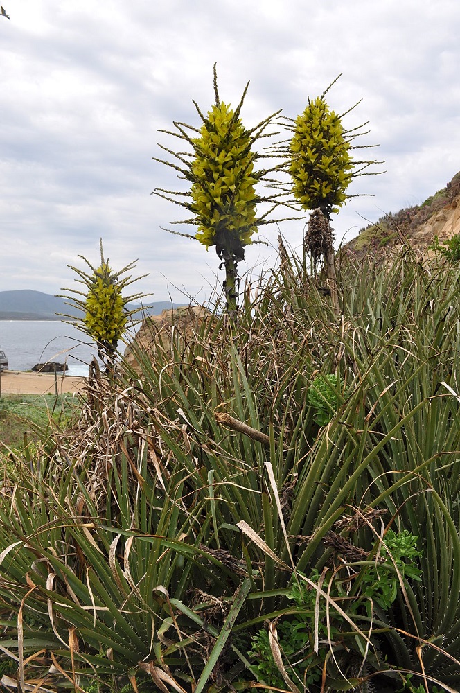 Puya chilensis. Wikimedia Commons / Mar del Sur