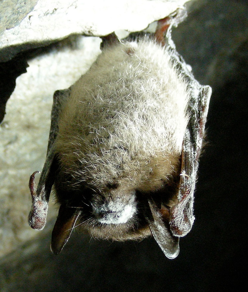 Síndrome de nariz blanca ha diezmado a murciélagos en Norteamérica ©Marvin Moriarty / USFWS
