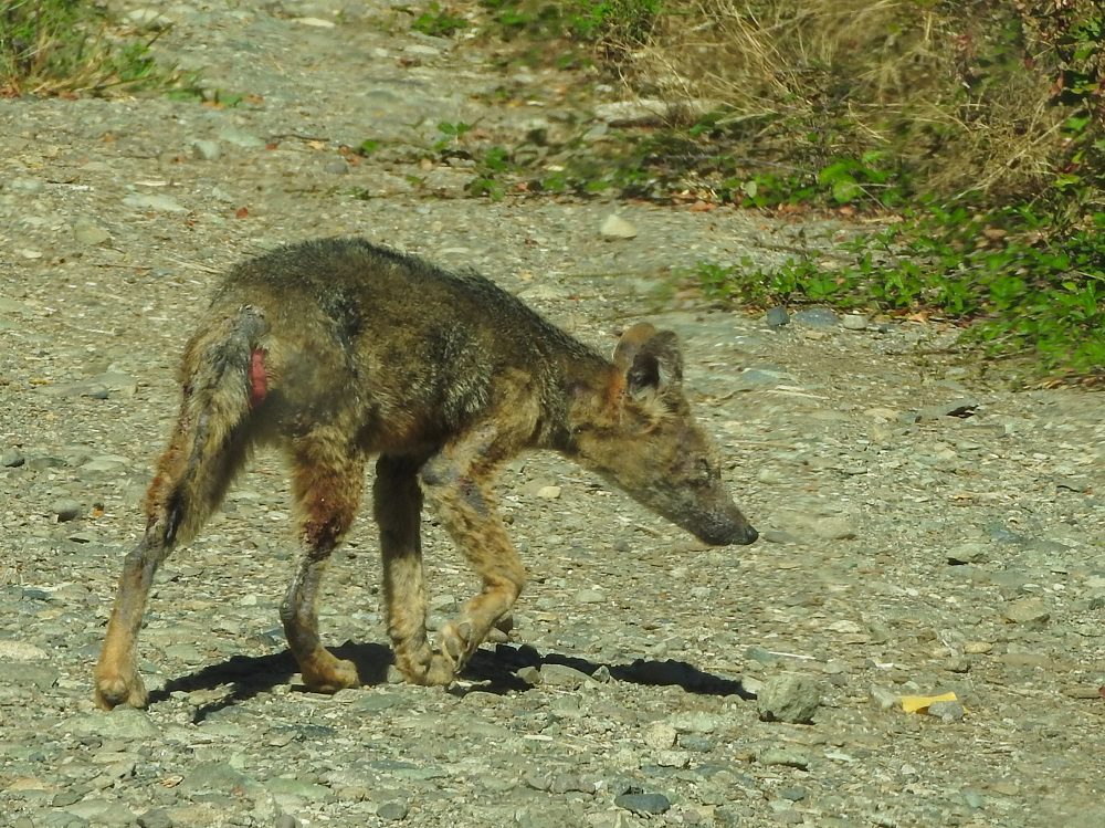 Alarma por posible aumento de sarna en la fauna silvestre: zorros, guanacos y vicuñas serían los más afectados