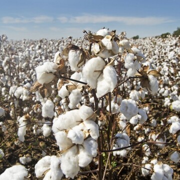 La revolución del algodón: cómo transformar una industria de alto impacto en un cultivo que respete los suelos y mitigue la crisis climática