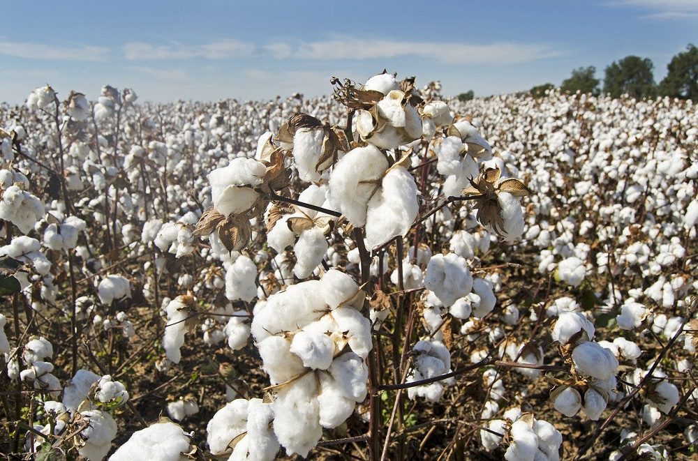 La revolución del algodón: cómo transformar una industria de alto impacto en un cultivo que respete los suelos y mitigue la crisis climática