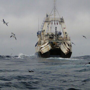 Gobierno de Chile insiste en aumentar cuota de la merluza austral hasta el año 2023 pese a su evidente estado de sobrepesca