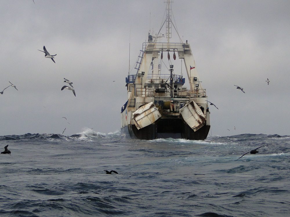 Gobierno de Chile insiste en aumentar cuota de la merluza austral hasta el año 2023 pese a su evidente estado de sobrepesca