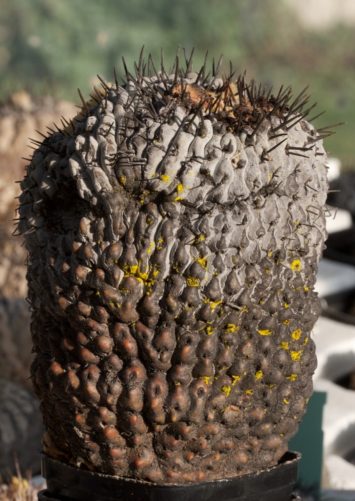 Cactus de Chile incautado en Italia ©Carabinieri Forestali di Ancona